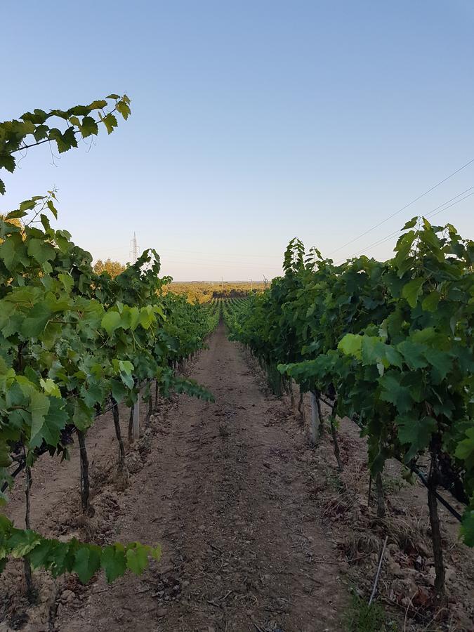Antica Masseria Torre Mozza Torre Santa Susanna Εξωτερικό φωτογραφία